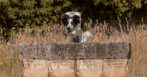 Collie jumping over cold pressed dog food