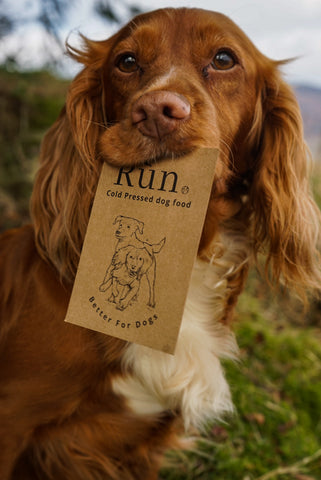 Spaniel holding business card