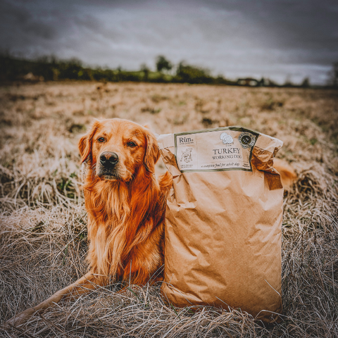 Golden Retriever with cold pressed dog food