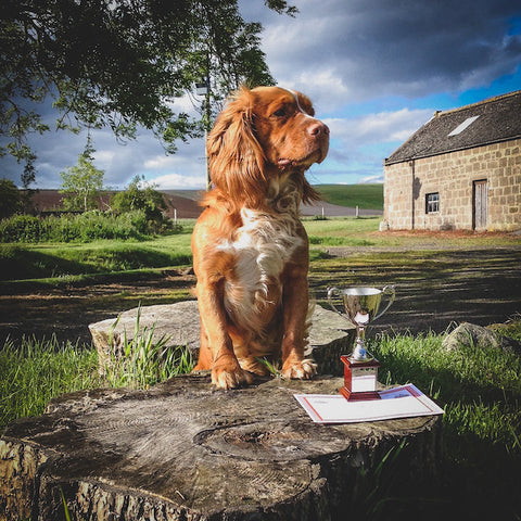 Gundog Open Test winning spaniel