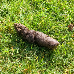 Healthy dog poo