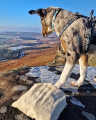 Puppy in the Peak District