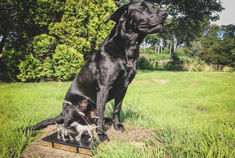 Novice Test Winning Retriever