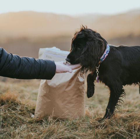 How much protein do dogs need?