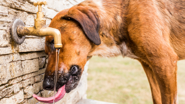 Thirsty dog