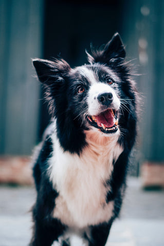 Working Dog - Sheep Dog - Run Cold Pressed Dog Food