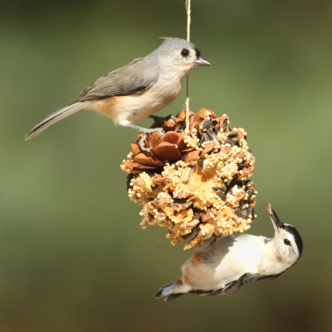 Two birds feeding on a DIY bird feeder