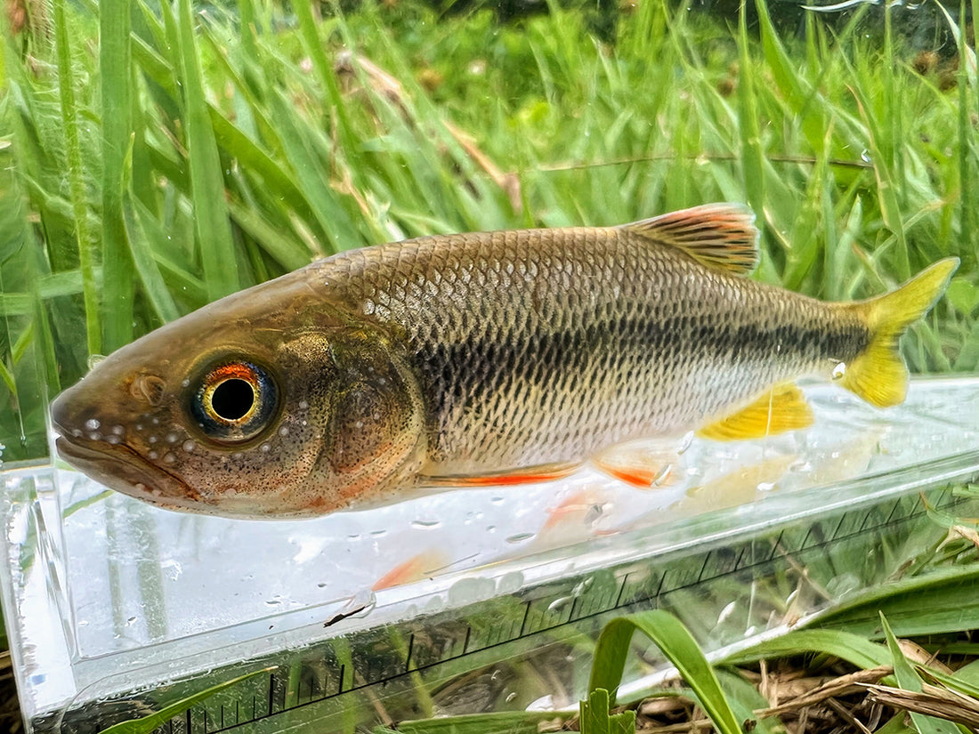 カワムツ ヌマムツの婚姻色を追う 埼玉県 Brecol