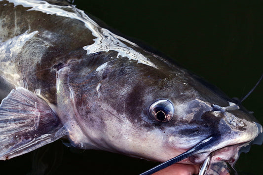 アメリカナマズを食べる22 茨城県 霞が浦 Brecol