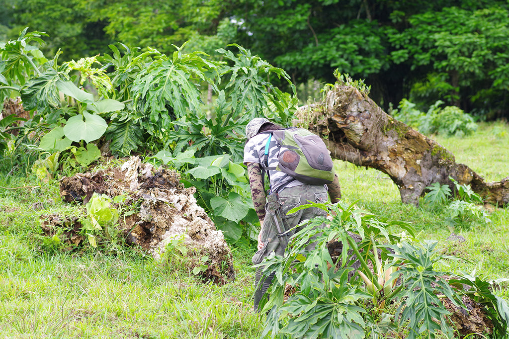 ヘラクレスオオカブト。世界最大のカブトムシをコスタリカのジャングルに探す。