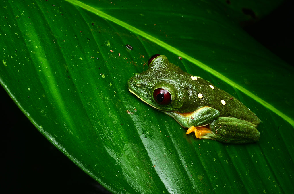 コスタリカのツリーフロッグ、アカメアマガエルを求めジャングルを行く・Gliding tree frog