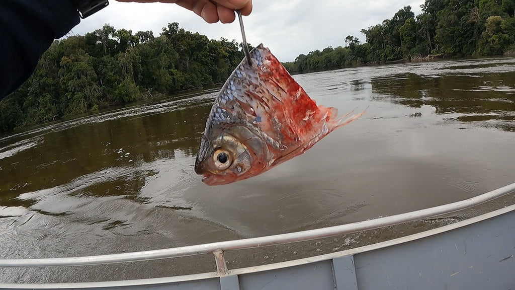 南米 ブッコミ釣り 餌 マトリンシャン