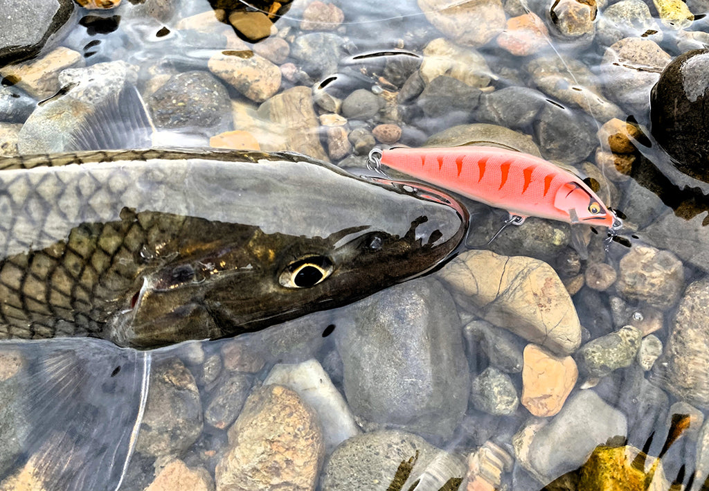 多摩川・那珂川 日本の固有種　ルアーで釣れたニゴイ