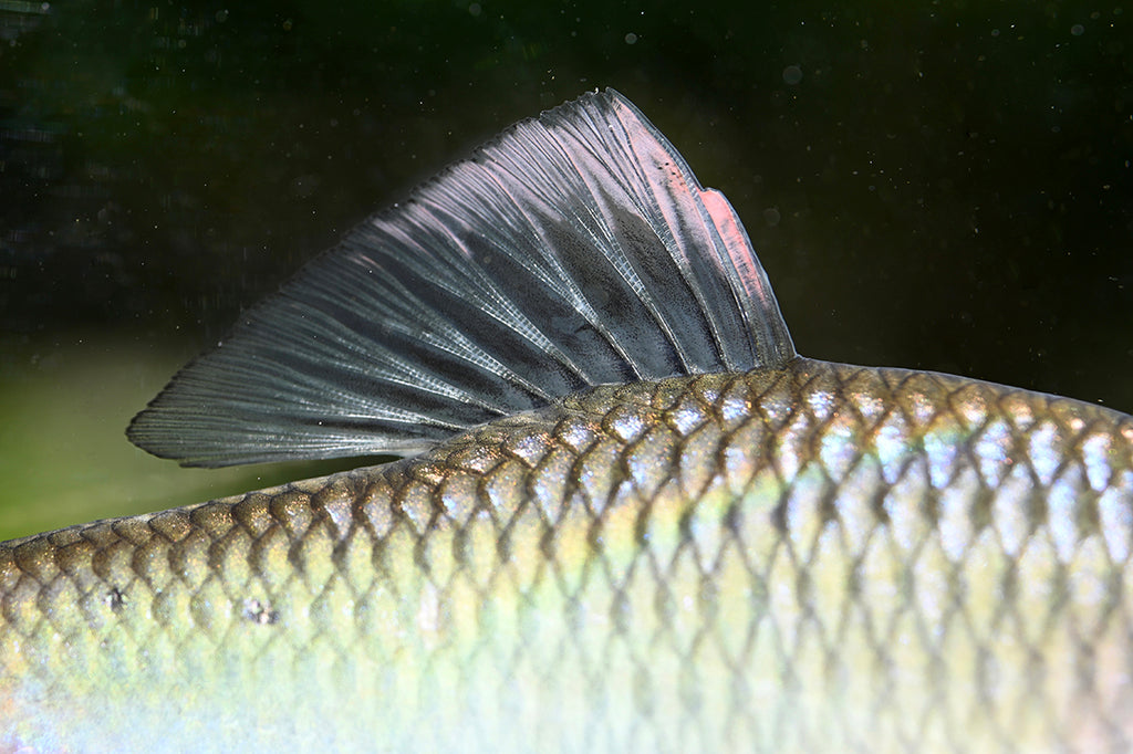 春のタナゴ・アブラボテを釣ろう。アブラボテの釣果。