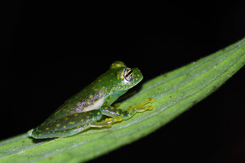グラスフロッグをコスタリカのジャングルで探す。Cascade glass frog（Sachatamia albomaculata）