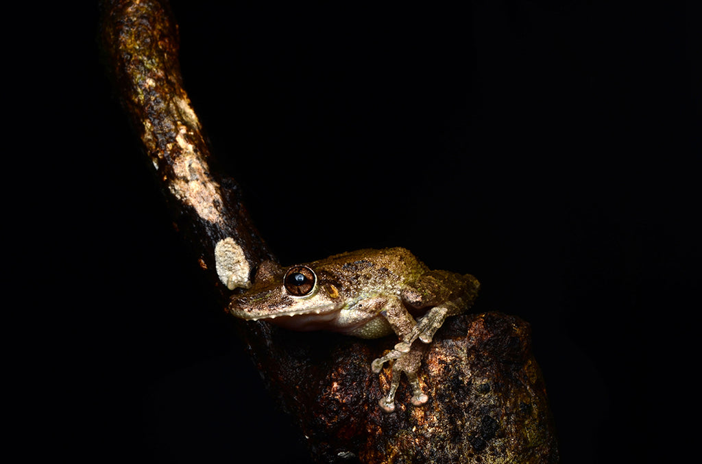 コスタリカのツリーフロッグ、アカメアマガエルを求めジャングルを行く・Boulenger's long-snouted tree Frog