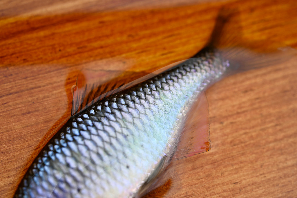 ヤリタナゴを釣ろう。ヤリタナゴの特徴。