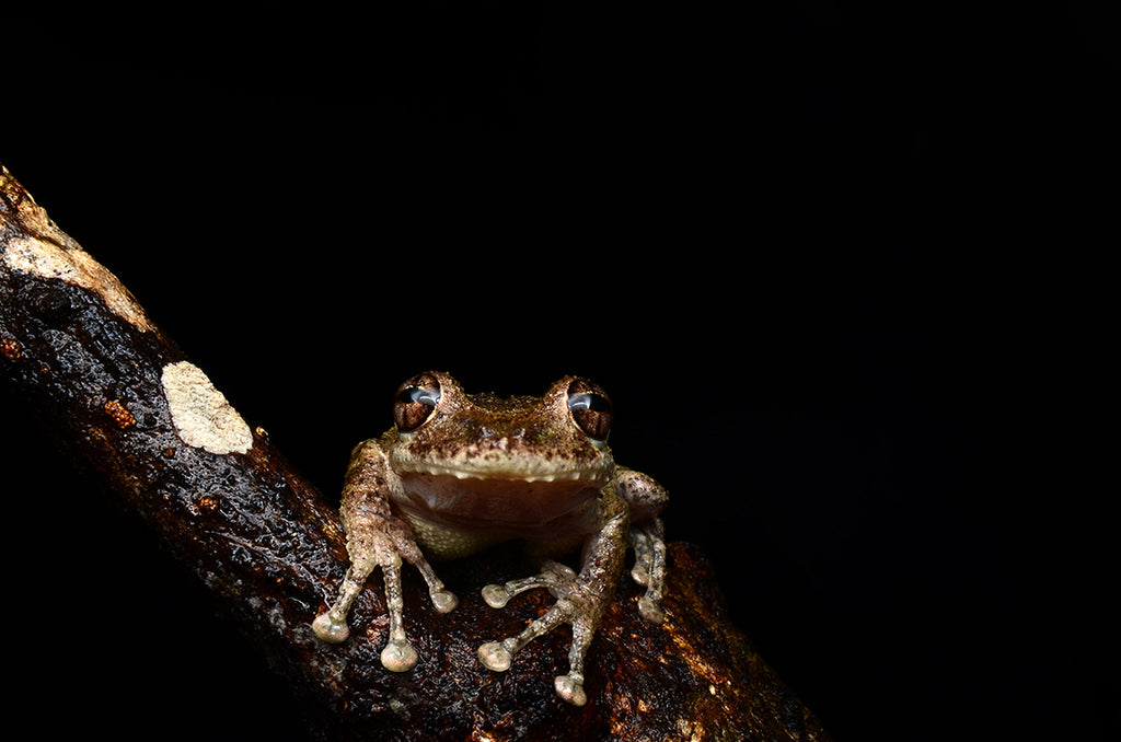 コスタリカのツリーフロッグ、アカメアマガエルを求めジャングルを行く・Boulenger's long-snouted tree Frog