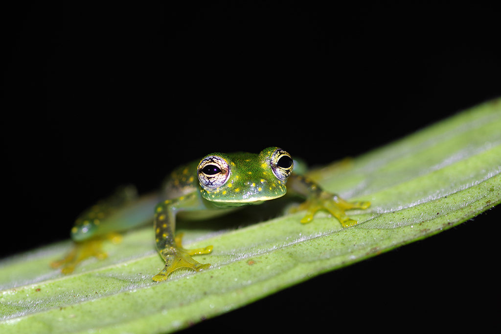 グラスフロッグをコスタリカのジャングルで探す。Cascade glass frog（Sachatamia albomaculata）