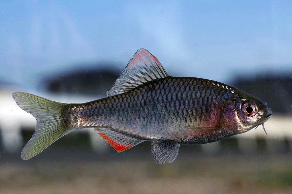 ヤリタナゴを釣ろう。ヤリタナゴの特徴。