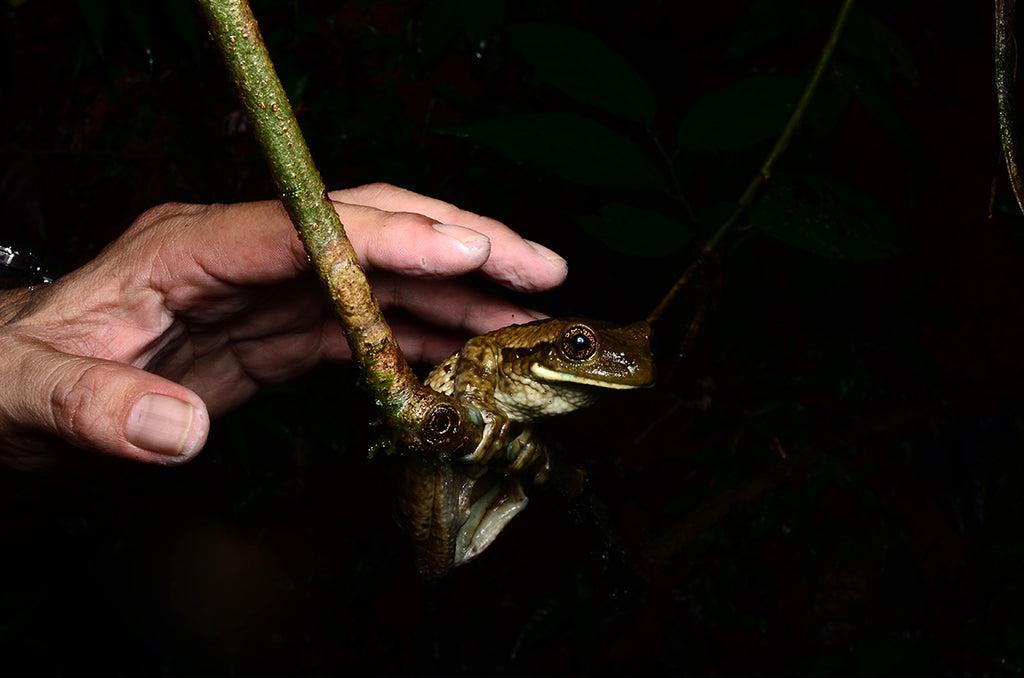 コスタリカのツリーフロッグ、アカメアマガエルを求めジャングルを行く・Milk frog