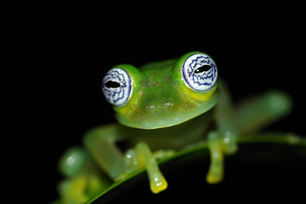 グラスフロッグをコスタリカのジャングルで探す。ゴーストグラスフロッグGhost glass frog (Sachatamia ilex)