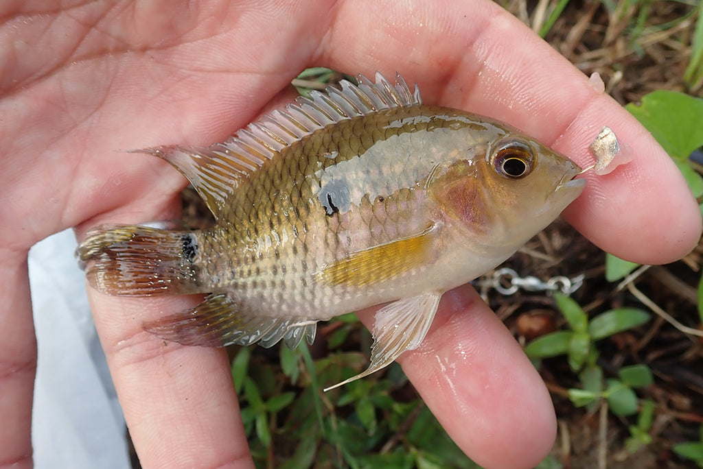 マナウス 小物釣り シクリッド