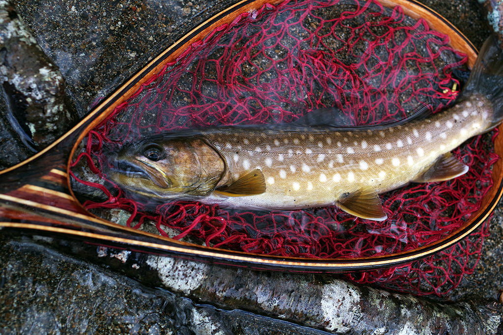 阿寒湖で金色のアメマスを釣る。