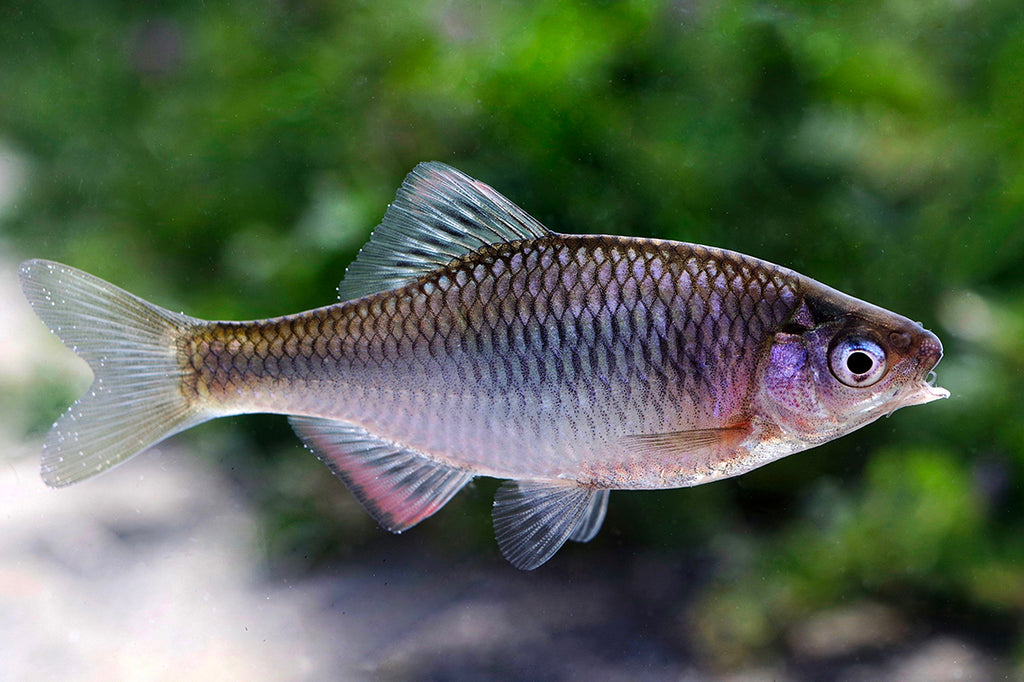 ヤリタナゴを釣ろう。ヤリタナゴの特徴。