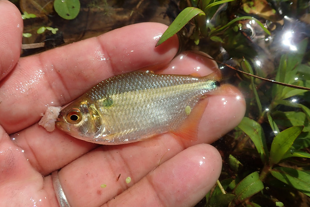 マナウス 小物釣り スケールイーター