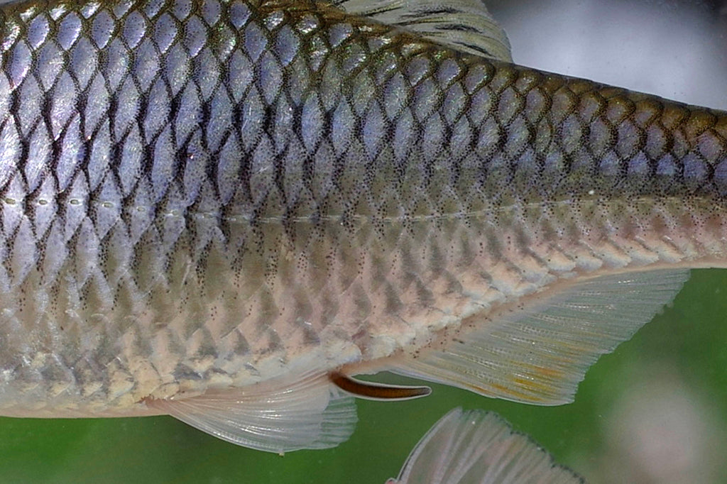 ヤリタナゴを釣ろう。ヤリタナゴの特徴。ヤリタナゴ雌の産卵管。