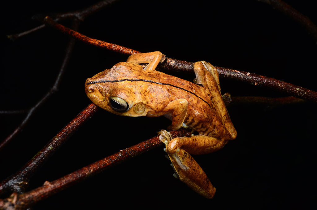 コスタリカのツリーフロッグ、アカメアマガエルを求めジャングルを行く・Gladiator Tree Frog