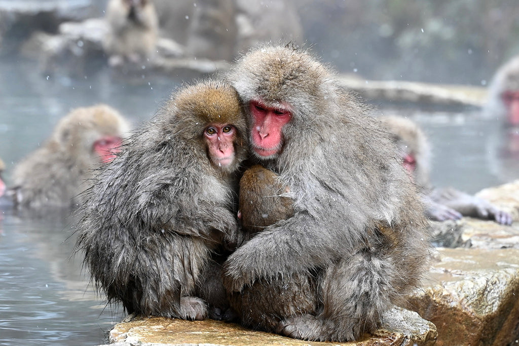 地獄谷温泉・地獄谷野猿公苑の温泉に入るニホンザル