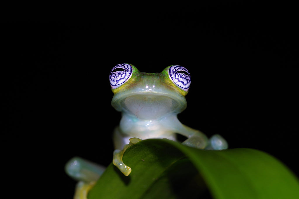 グラスフロッグをコスタリカのジャングルで探す。ゴーストグラスフロッグGhost glass frog (Sachatamia ilex)