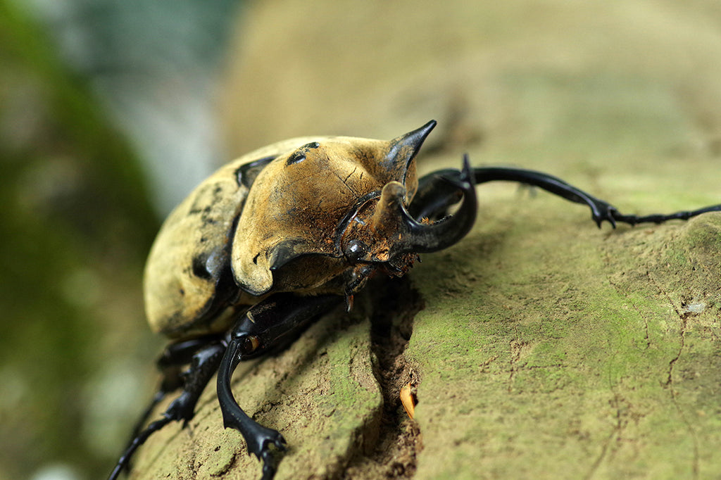 エレファスゾウカブトムシ。世界最重量のカブトムシをコスタリカのジャングルに探す。