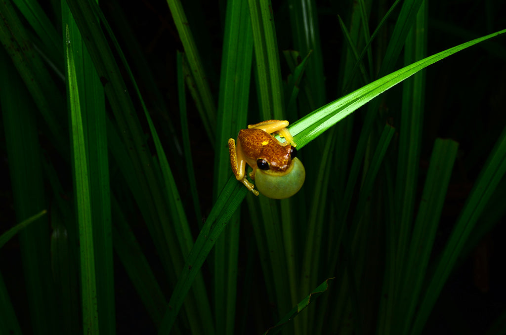 コスタリカのツリーフロッグ、アカメアマガエルを求めジャングルを行く・Hourglass Tree Frog