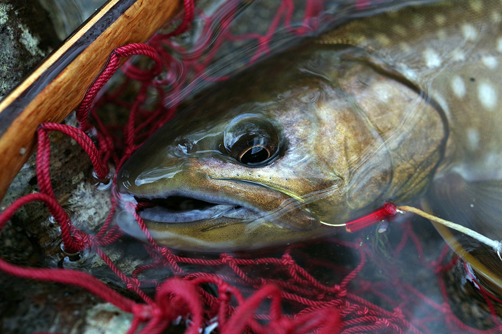 阿寒湖で金色のアメマスを釣る。