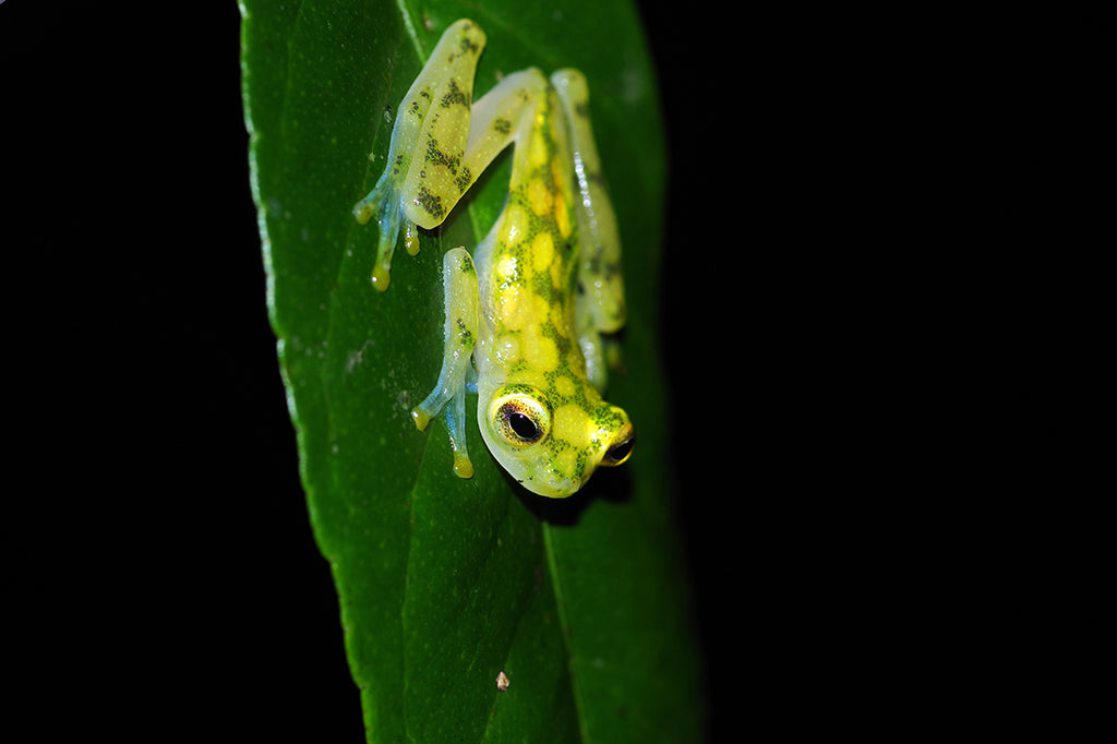 グラスフロッグをコスタリカのジャングルで探す。Reticulated glass frog（Hyalinobatrachium valerioi）