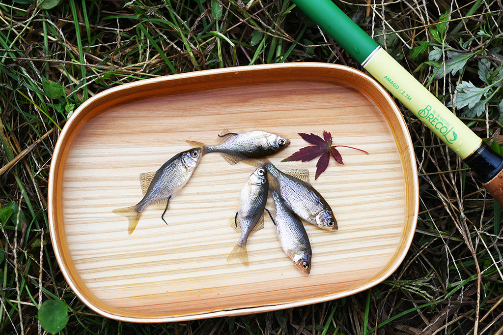 ゼニタナゴ釣行。ゼニタナゴ雌の卵管