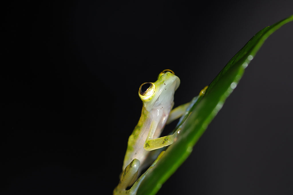 グラスフロッグをコスタリカのジャングルで探す。Reticulated glass frog（Hyalinobatrachium valerioi）