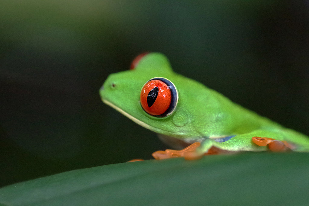 コスタリカのツリーフロッグ、アカメアマガエルを求めジャングルを行くRed-eyed leaf frog