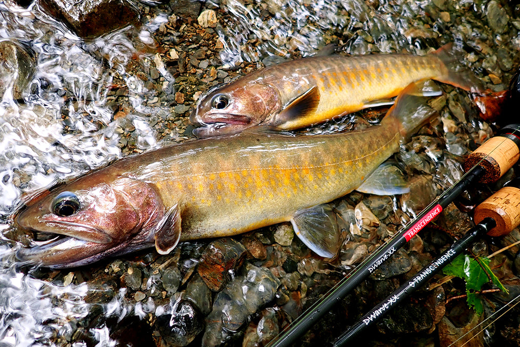 渓流の王者、食べても、身に着けても魅力的なイワナのネクタイピン👔 - 黄色花