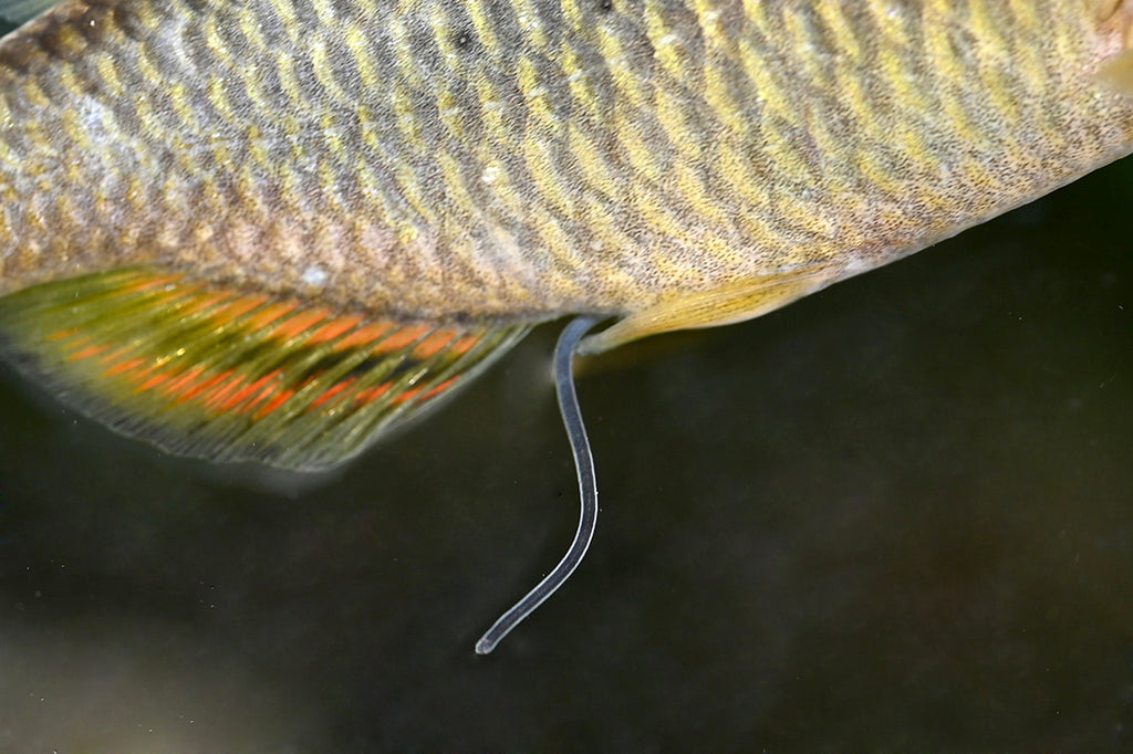 春のタナゴ・アブラボテを釣ろう。アブラボテ雌と産卵管。