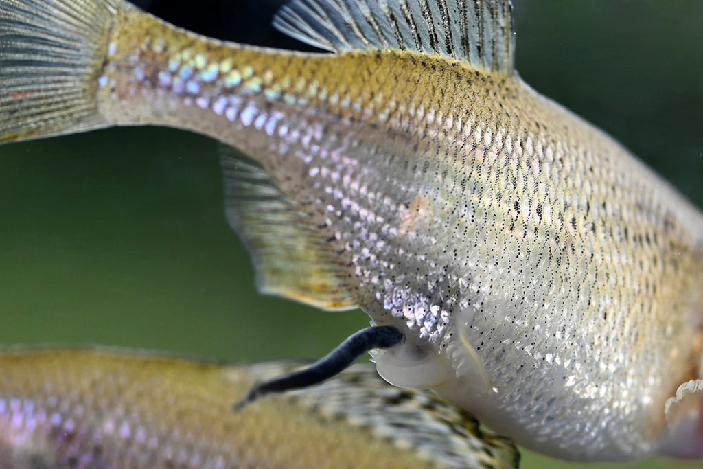 ゼニタナゴ釣行。ゼニタナゴ雌の卵管