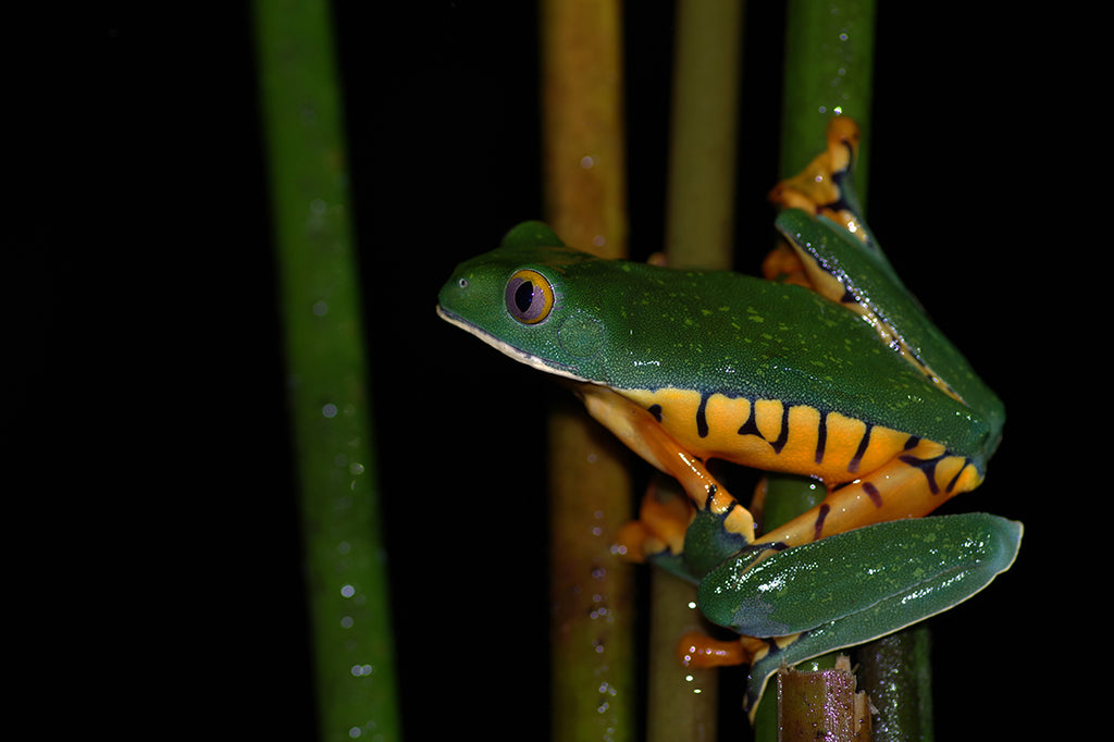 コスタリカのツリーフロッグ、アカメアマガエルを求めジャングルを行く・Splendid Leaf Frog