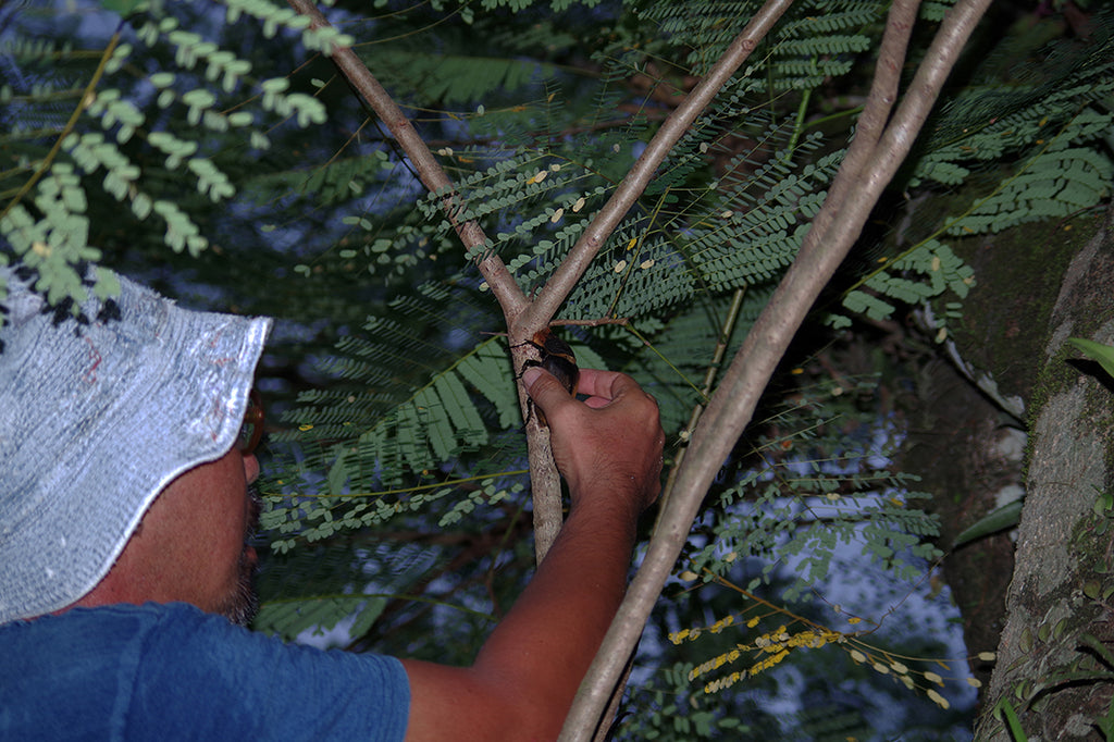 エレファスゾウカブトムシ。世界最重量のカブトムシをコスタリカのジャングルに探す。