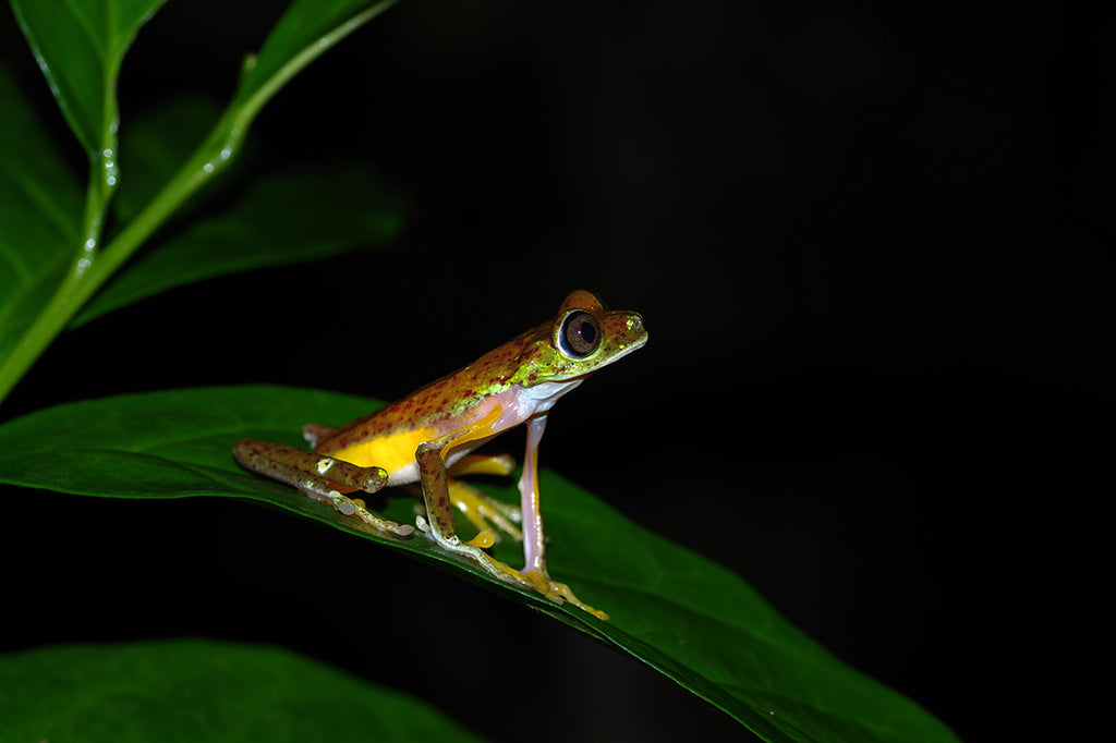 コスタリカのツリーフロッグ、アカメアマガエルを求めジャングルを行く・Splendid Leaf Frog