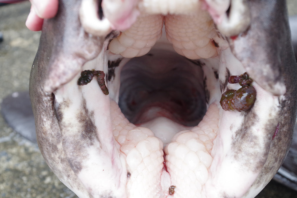 ナヌカザメを釣って食べる。ネコザメを釣る。