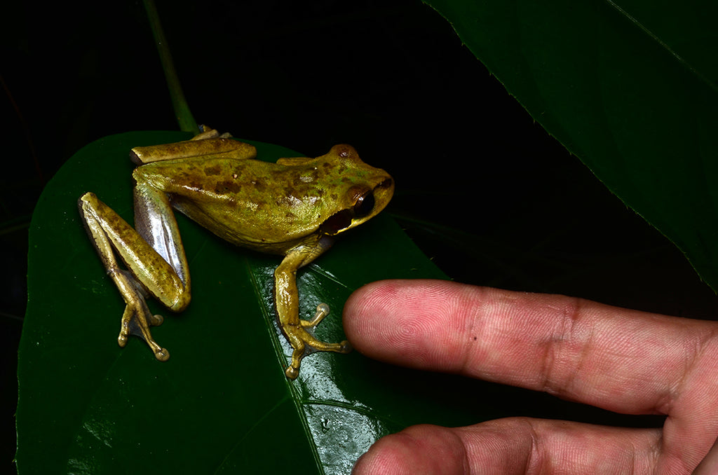 コスタリカのツリーフロッグ、アカメアマガエルを求めジャングルを行くMasked Tree Frog