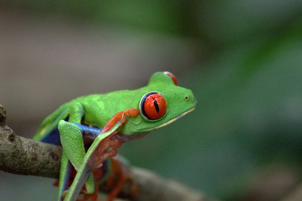 コスタリカのツリーフロッグ、アカメアマガエルを求めジャングルを行くRed-eyed leaf frog